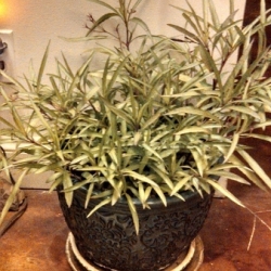 Blue bell ChiChi plant