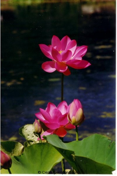 hardy-lotus