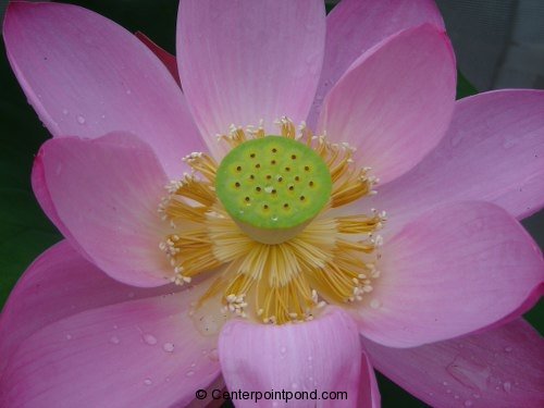pekinese-rubra-lotus